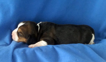 Martina Girl 2 Side 1 week